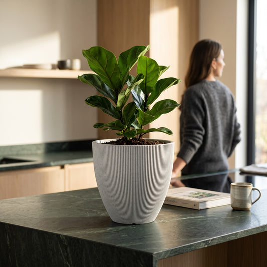 Solen Garden | Modern Lightweight Outdoor Planters BOTONIA 010 white ribbed resin planter with a fiddle leaf fig plant