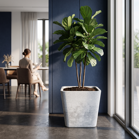 Solen Garden | Modern Lightweight Outdoor Planters LUSINE 210 white matte stone texture resin planter with fiddle leaf fig